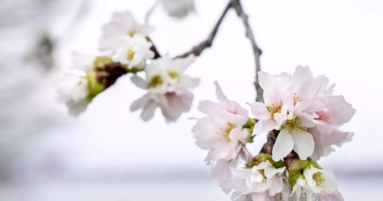 DC’s cherry blossoms coming early due to confusing weather