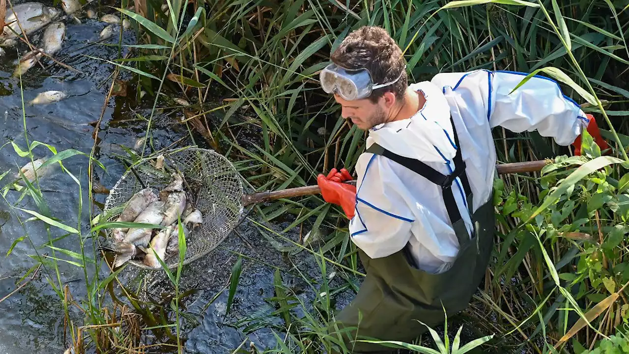 Oder-Fischsterben soll auf polnische Konzerne zurückgehen