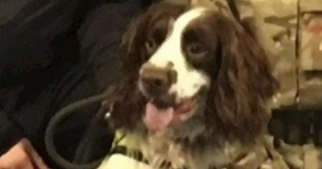 Scots police dog Rocky delivers knockout blow to machete thug at boxing club