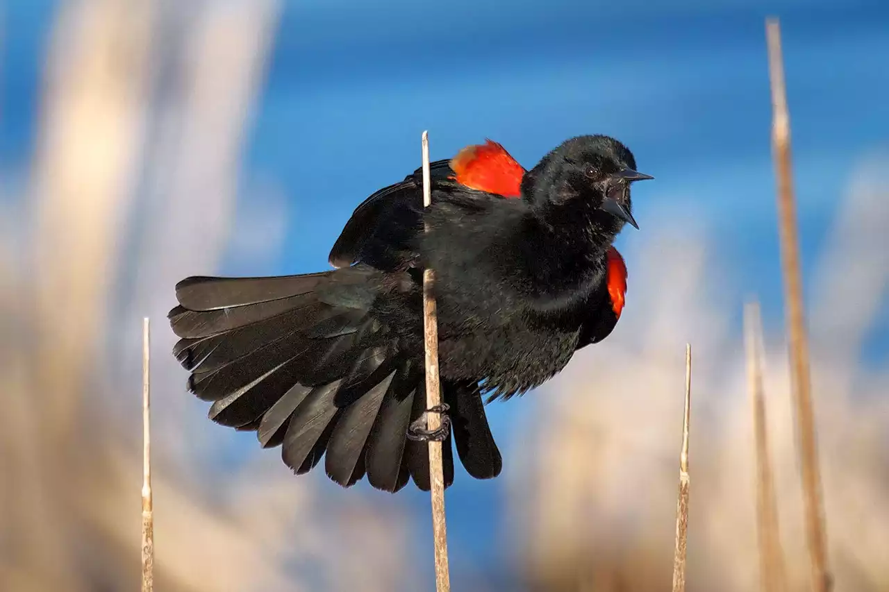 Red-winged blackbirds are back in the area and sounding off