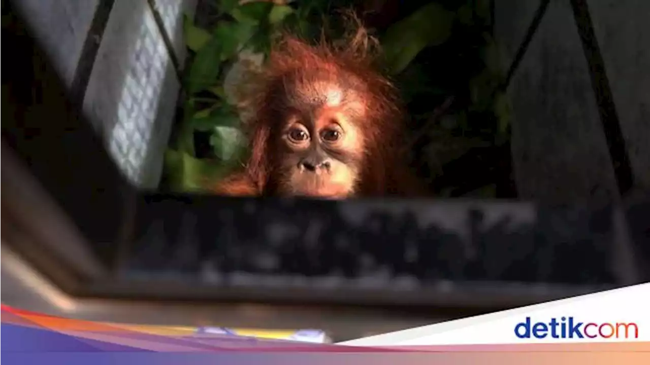 Hari Satwa Liar Sedunia, Ini Kisah Pilu Orang Utan Dipaksa Jadi PSK