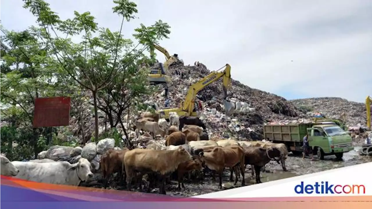 Makassar Gagal Raih Penghargaan Adipura gegara Sapi di TPA Antang