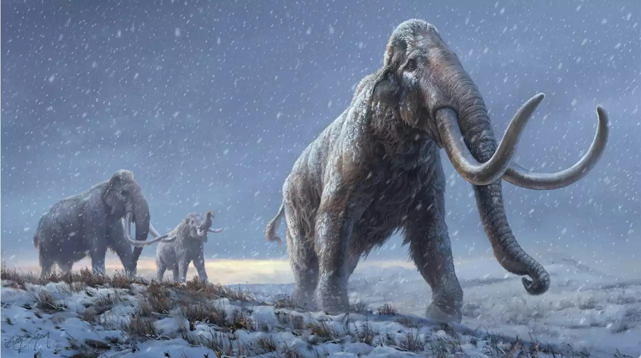 Million-Year-Old DNA Yields Mammoth Surprises