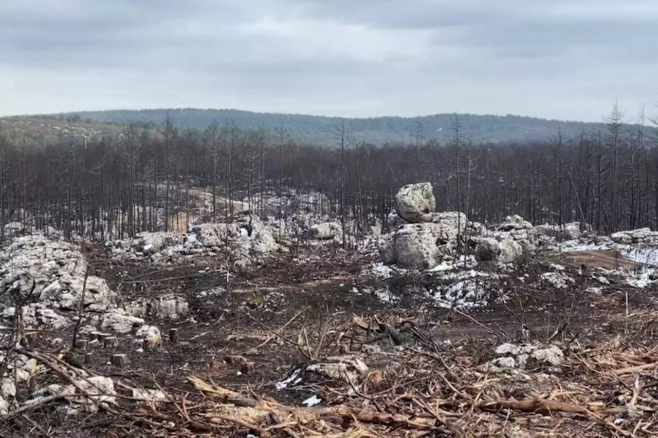 VIDÉO. Après les terribles incendies de l'été, la nature tente de reprendre ses droits en Aveyron