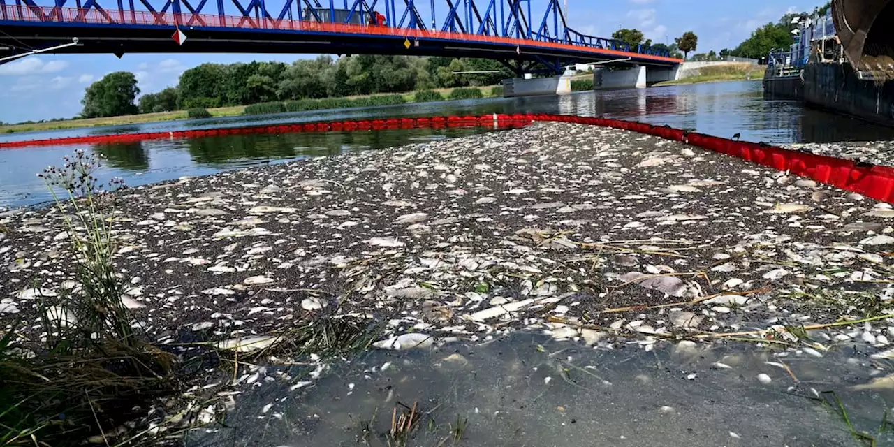 Neue Untersuchung löst das Rätsel um das Oder-Fischsterben