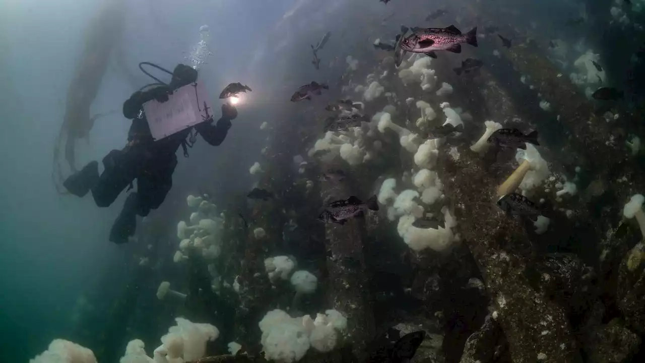 Scientists tap volunteers to save integral species to Puget Sound ecosystem