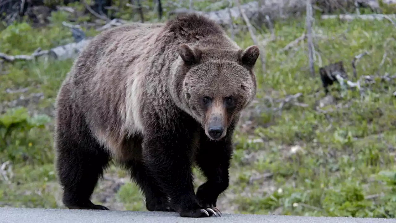 National Park Service says 'never push a slower friend down’ if bear attacks