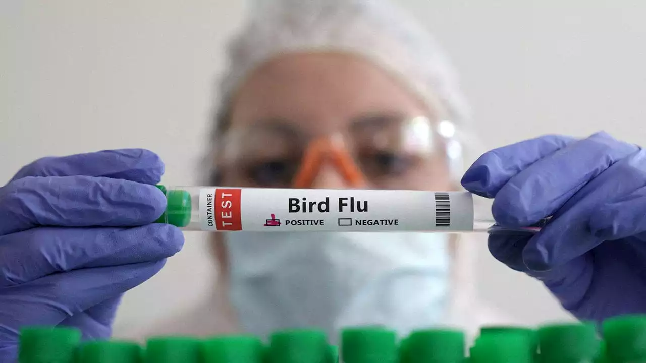 Argentina suspends poultry exports after detecting 1st case of bird flu