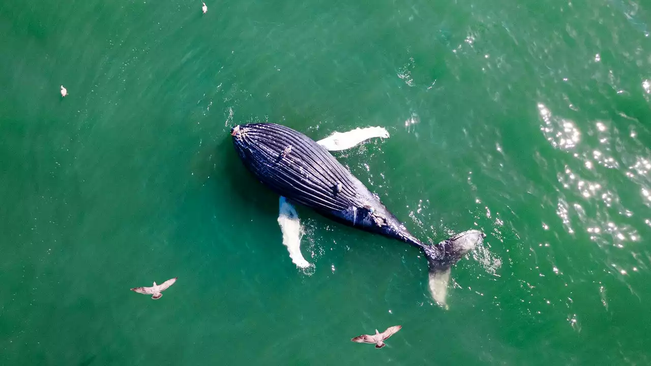 Dead humpback whale found floating off New Jersey coast