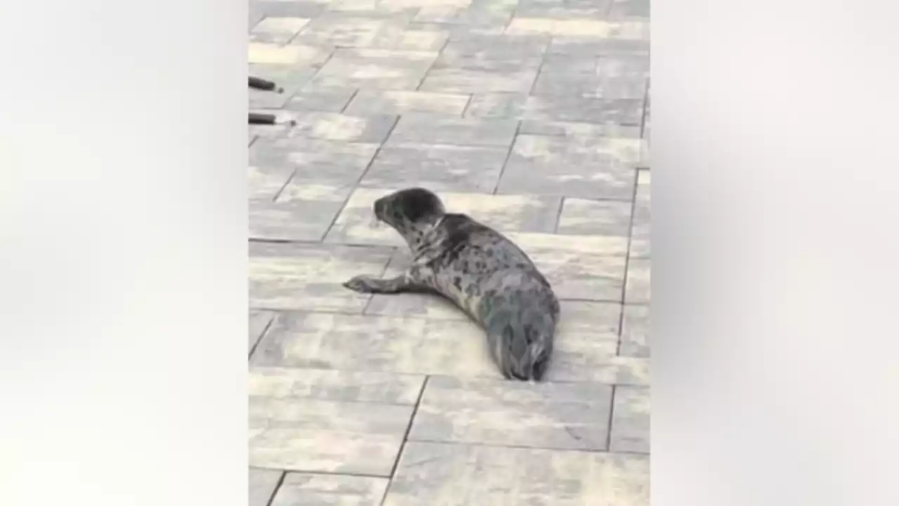 New Jersey police help get baby seal back to safety after it took 'wrong turn'