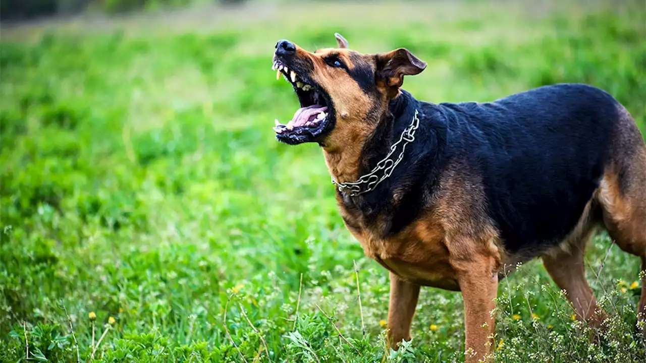 Rich Los Angeles residents buying expensive guard dogs to ward off criminals