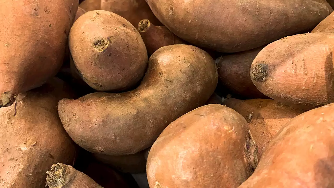 Sweet potato reportedly helps Massachusetts police crack 2011 Todd Lampley murder cold case