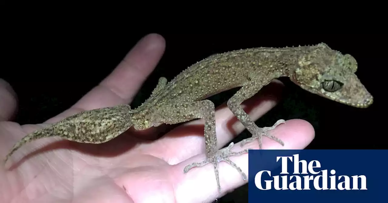 ‘Like a little dragon’: new gecko species discovered on rugged Queensland island