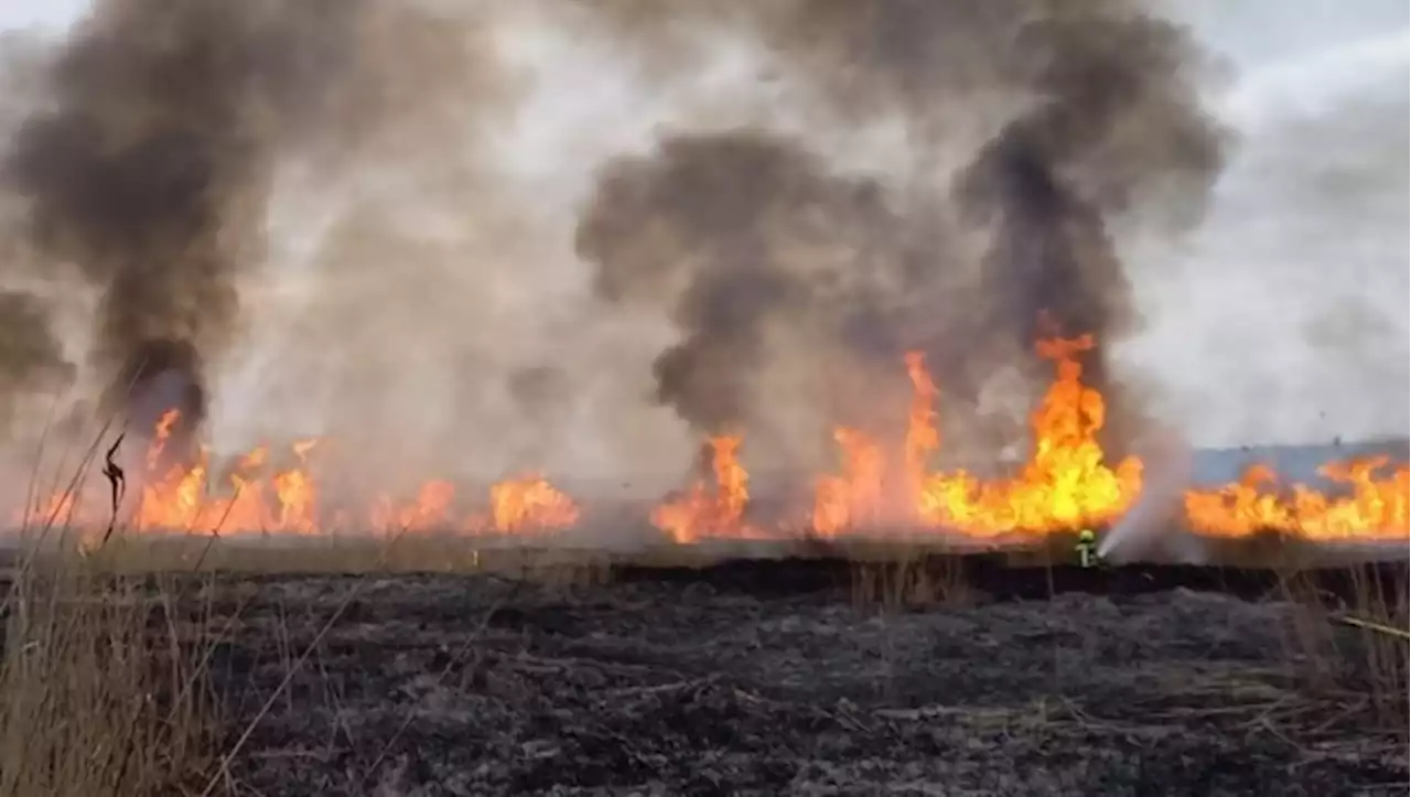 So sehr leiden Mensch und Umwelt nach Schilfbrand