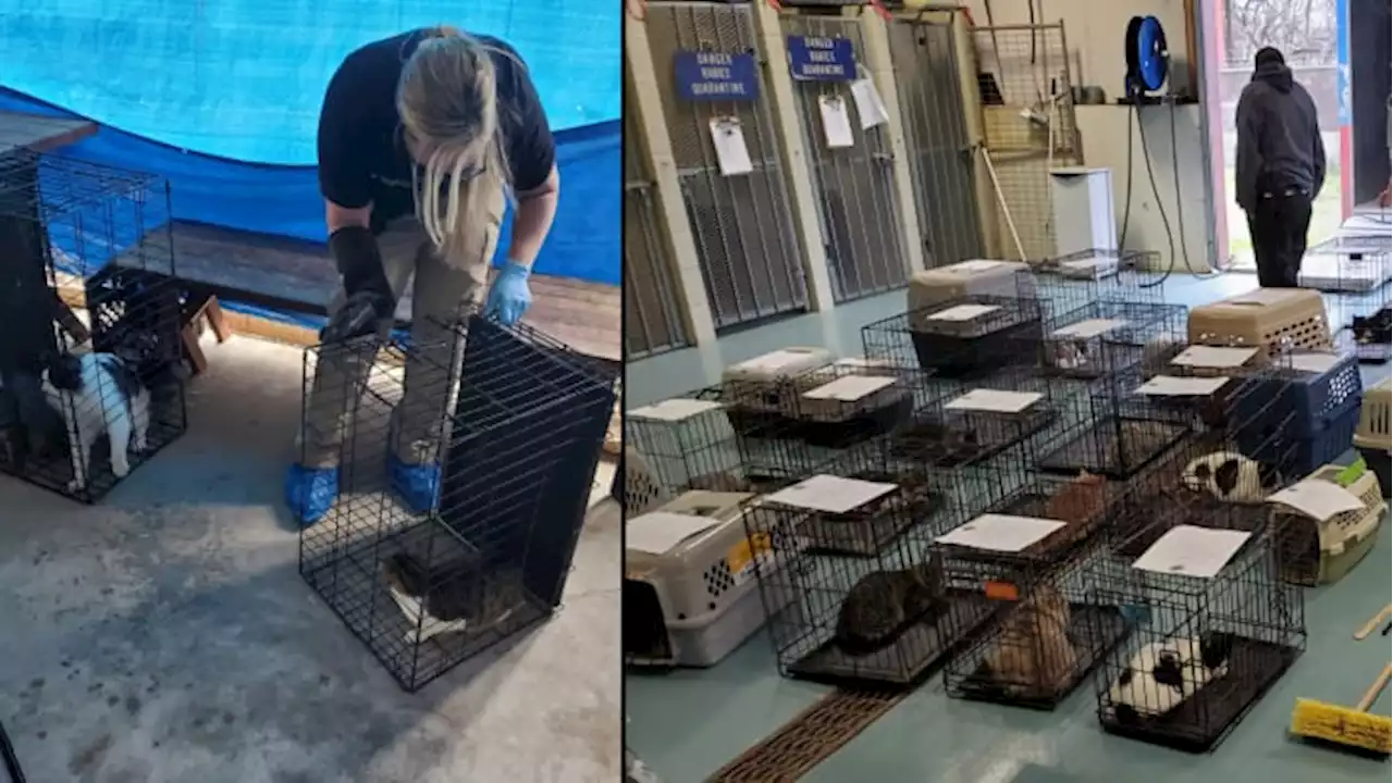 40 feral cats seized after living in ‘dangerous conditions’ at Kirby home, city officials say