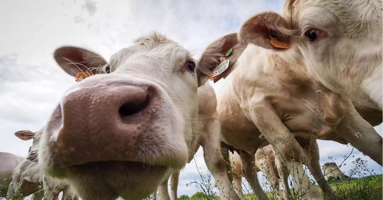 Salon de l'agriculture : deux hommes achètent une vache 22 000€ et la sauvent de l'abattoir