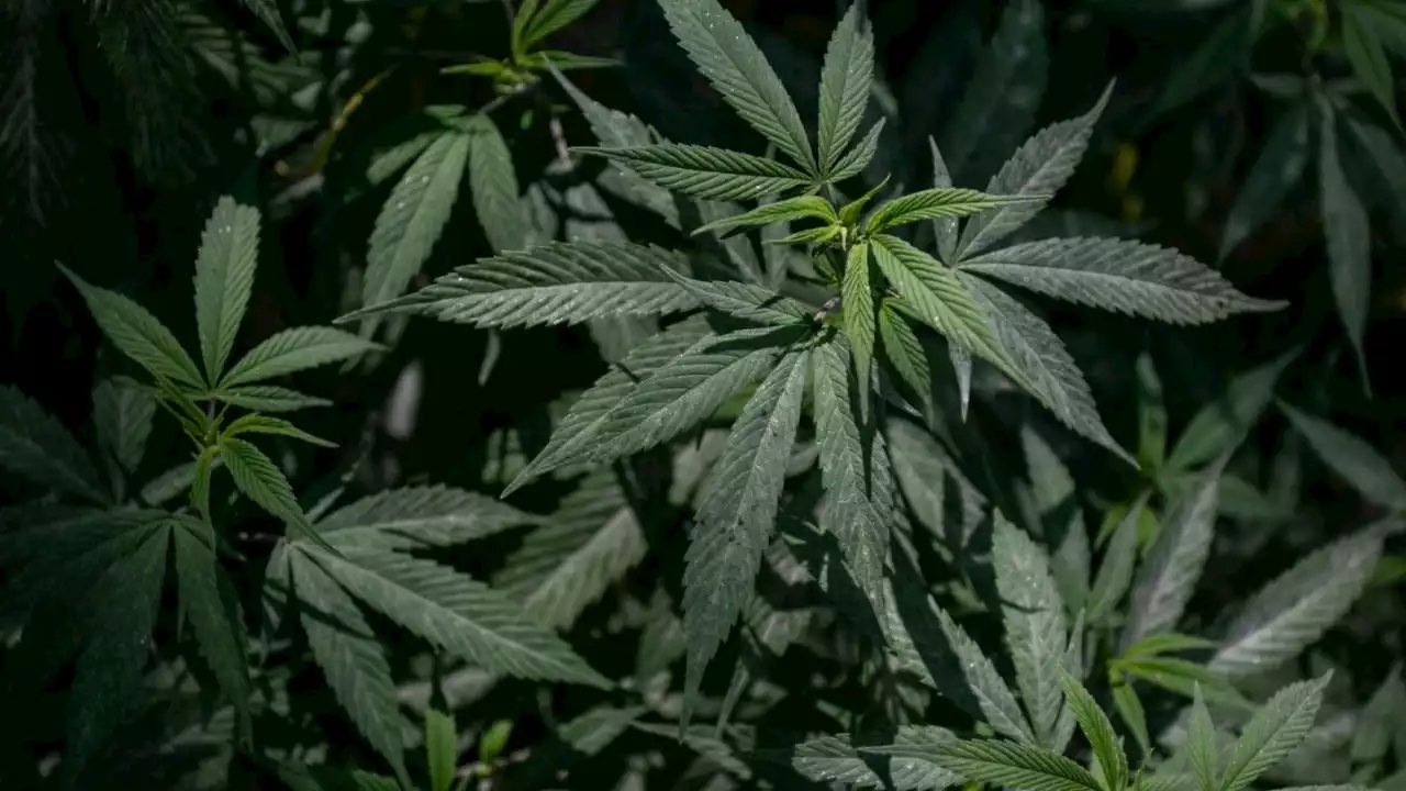 Regresa plantón de marihuana al Paseo de la Reforma