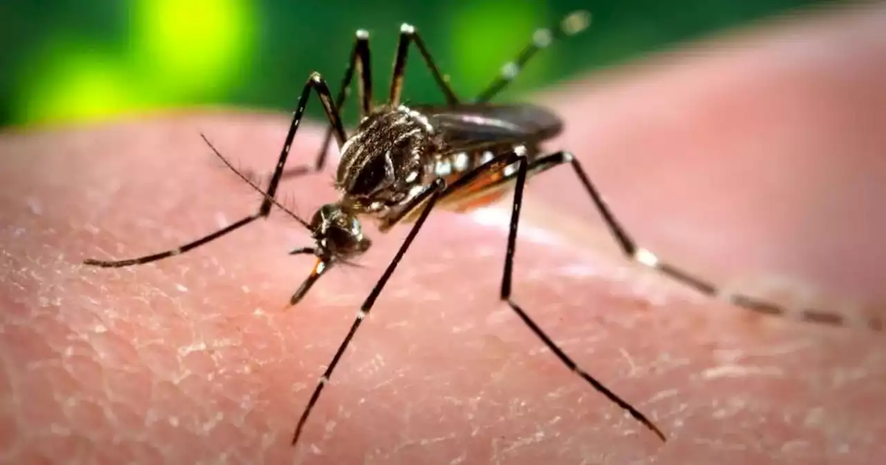 Dengue en Córdoba: se confirmaron 10 nuevos casos | Salud | La Voz del Interior