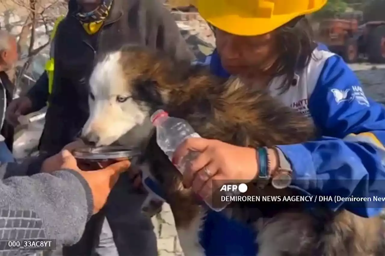 Turkish rescuers save trapped dog three weeks after quake