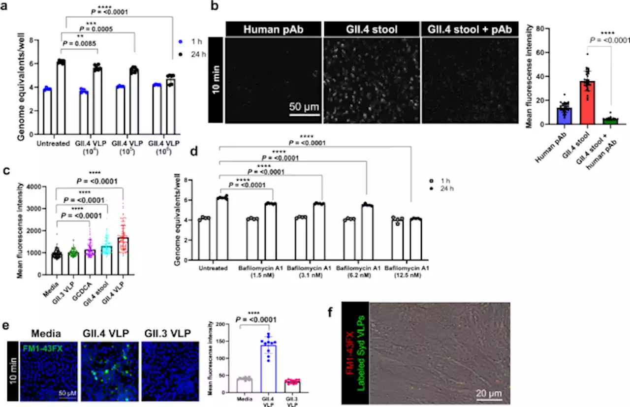 CLIC and membrane wound repair pathways enable pandemic norovirus entry and infection - Nature Communications