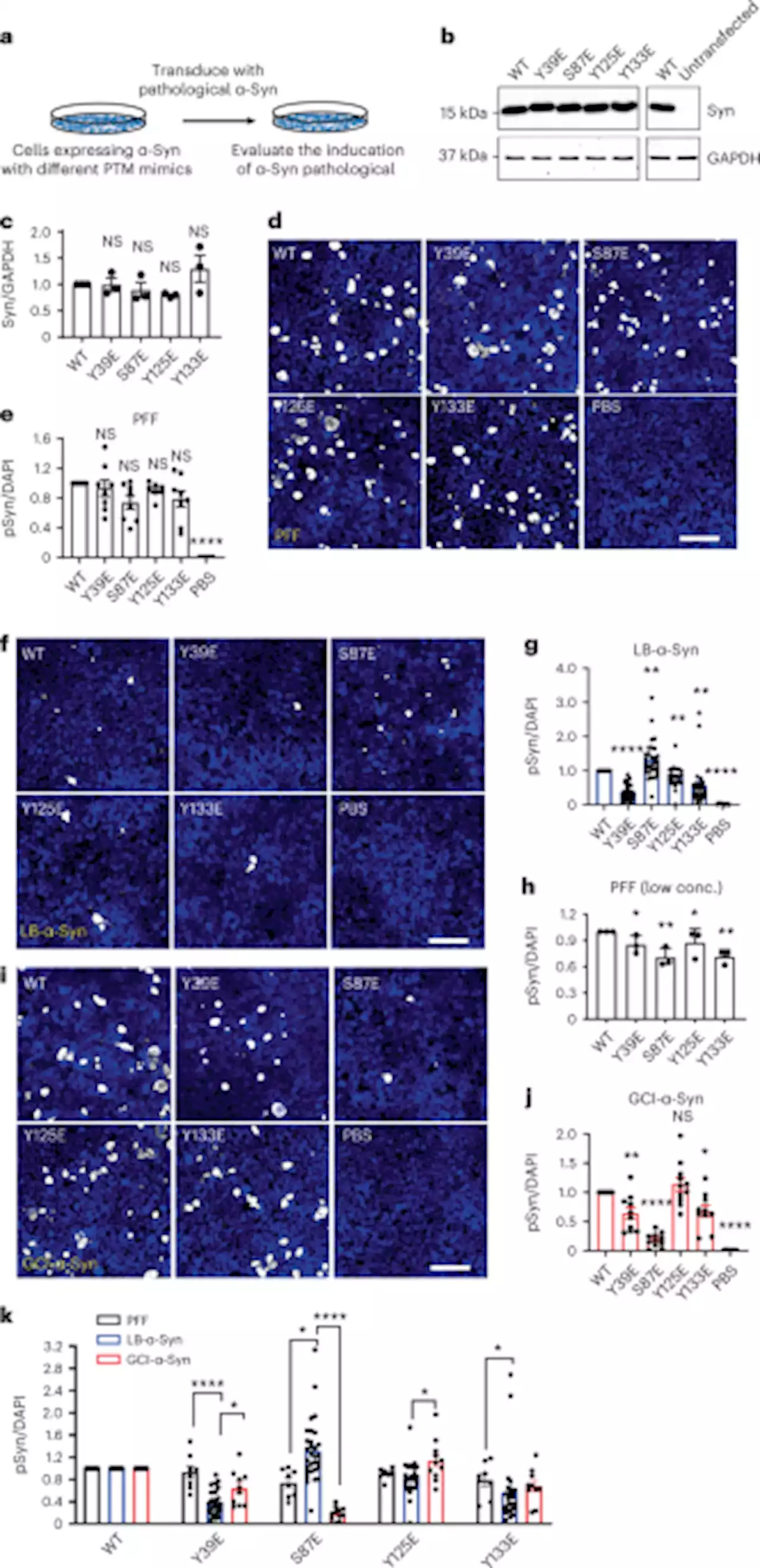 Post-translational modifications of soluble α-synuclein regulate the amplification of pathological α-synuclein - Nature Neuroscience