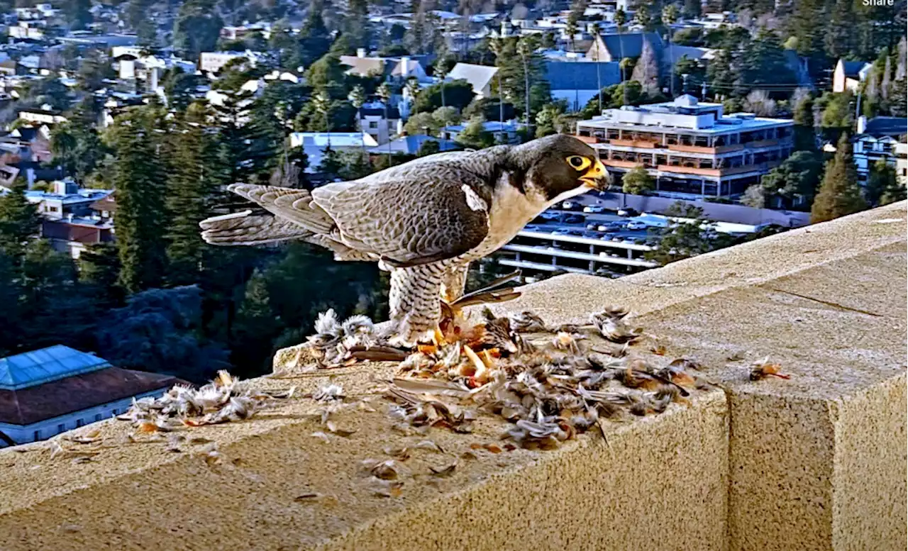 Naming of UC Berkeley’s newest falcon mate echoes historical Cal love story