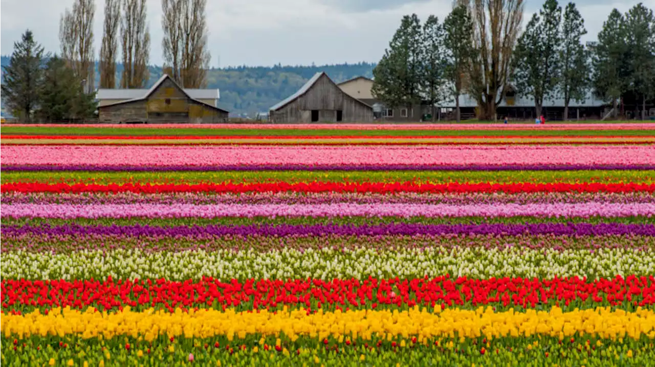 Former University of Idaho victim's employer honors memory with tulip