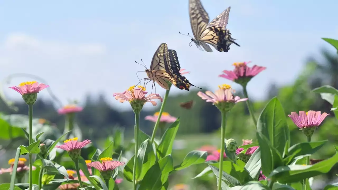 Build a butterfly garden