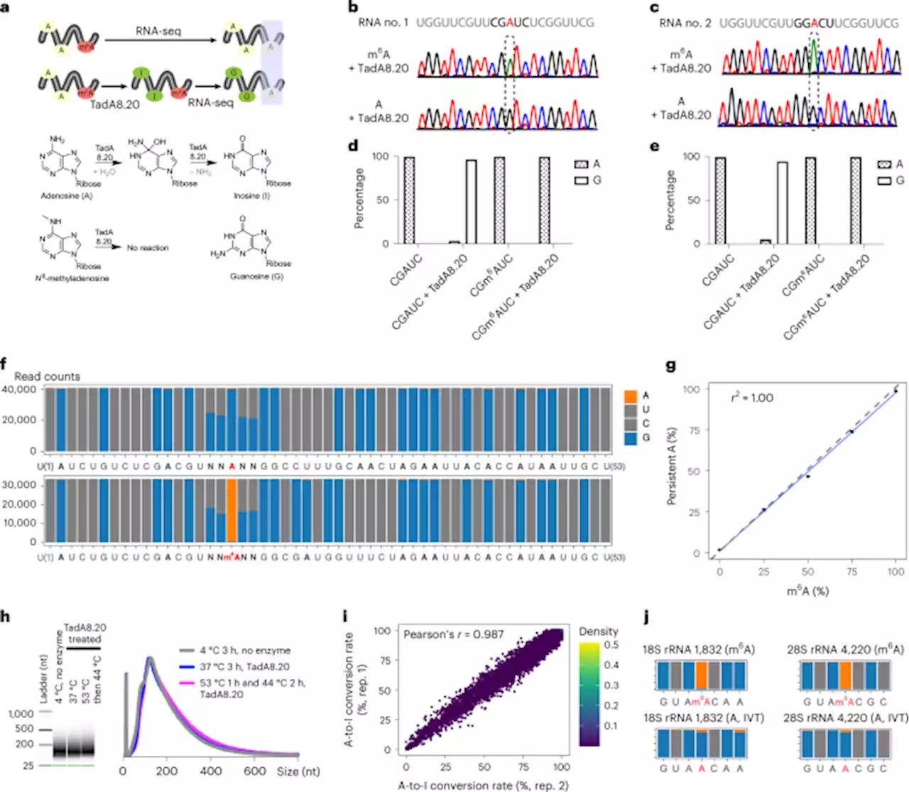 Transcriptome-wide profiling and quantification of N6-methyladenosine by enzyme-assisted adenosine deamination - Nature Biotechnology