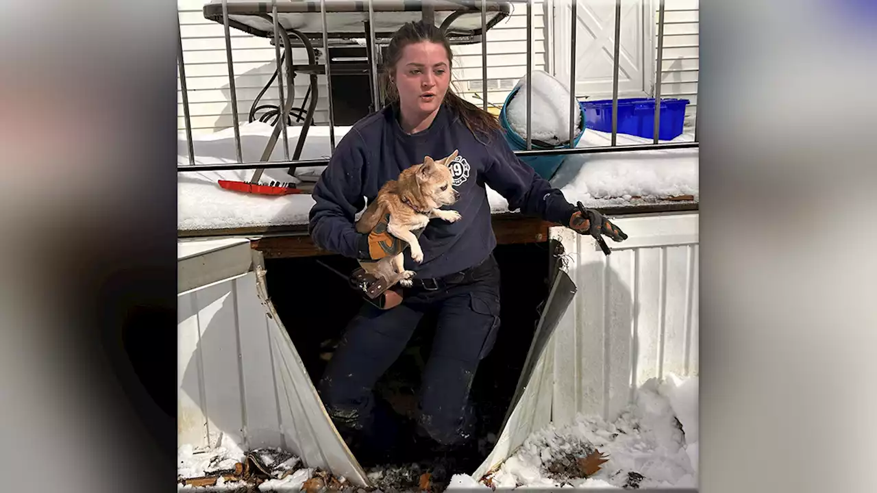 Dog in Distress: Exeter, NH Fire Department Rescues Chihuahua Stuck Under Deck