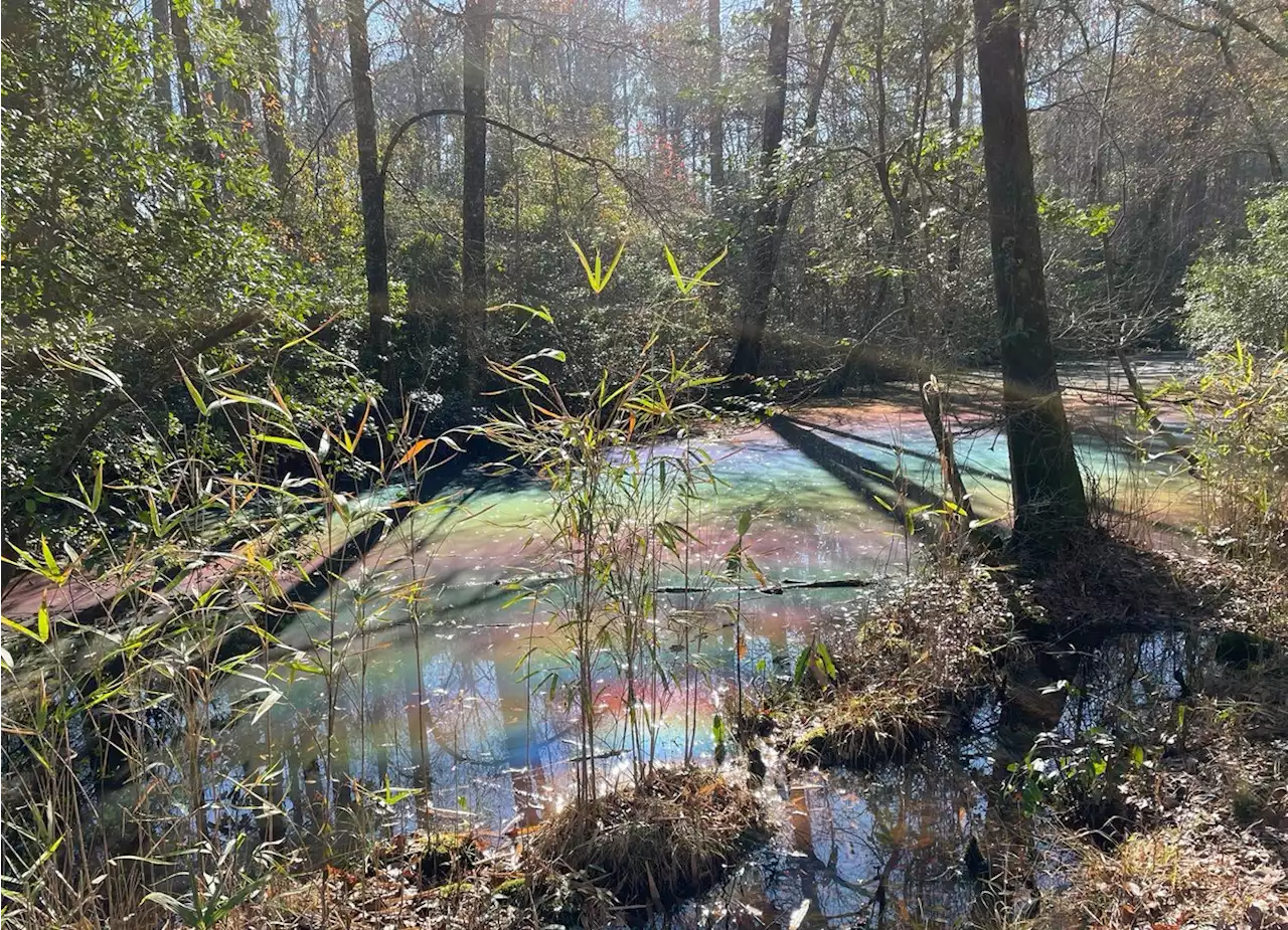 A 'rainbow pool' has appeared in Virginia's Great Dismal Swamp