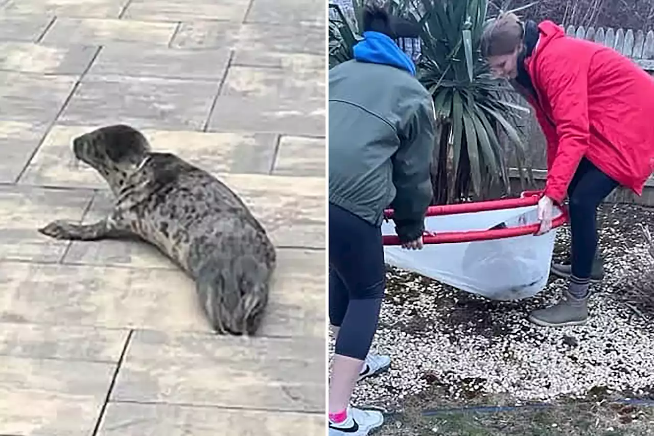 Lost baby seal rescued after trying to cross busy New Jersey highway