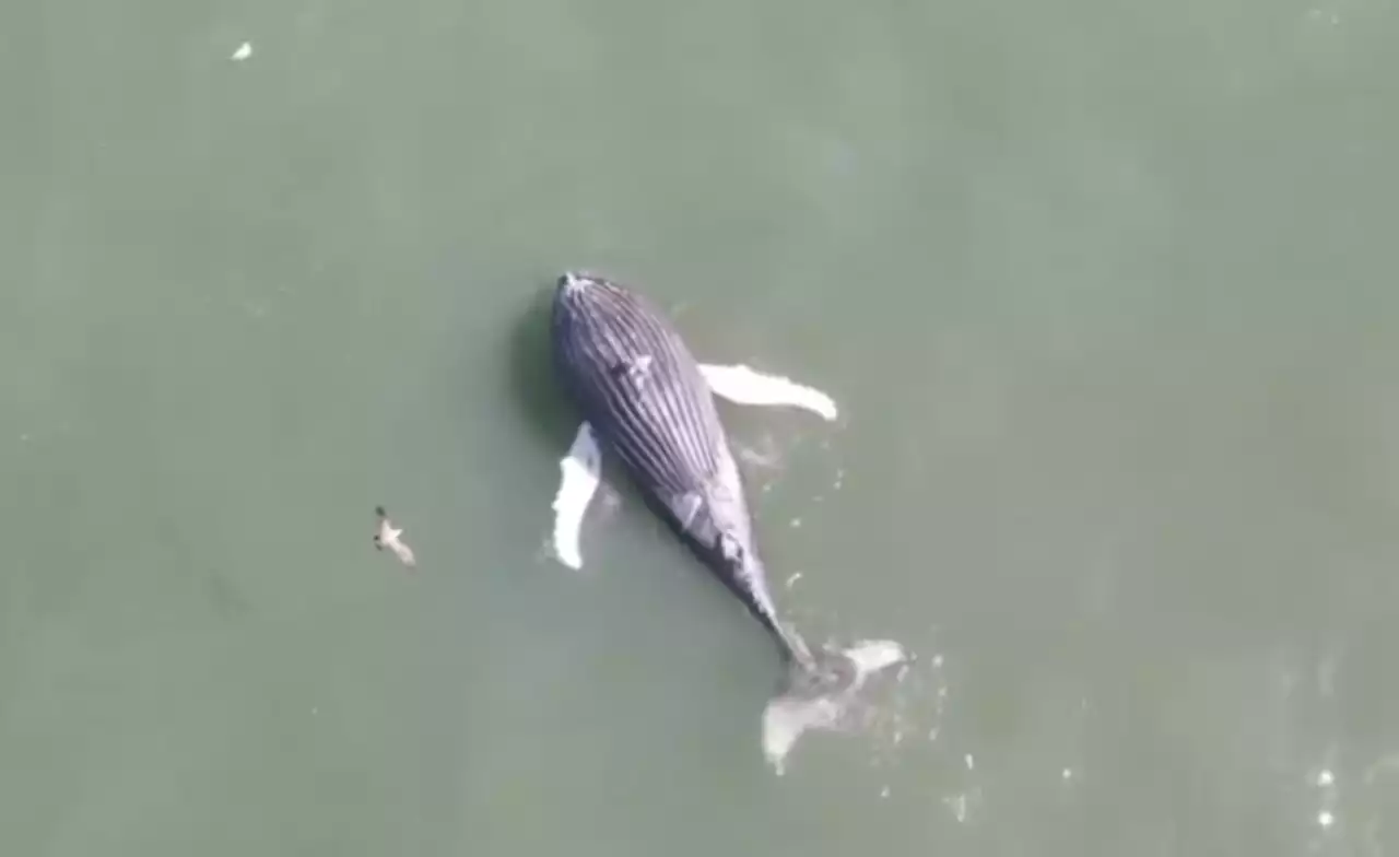 Dead humpback whale close to washing ashore at N.J. beach