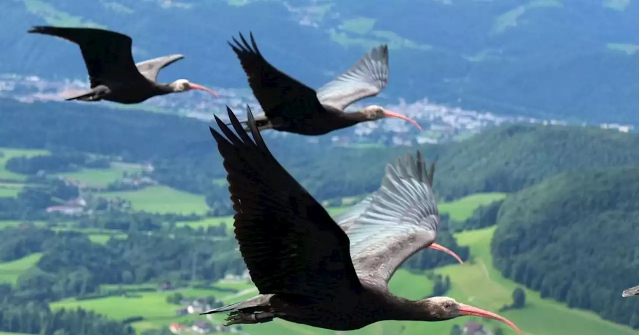 Domani sarà il World WildLife Day, la giornata mondiale della Natura Selvatica