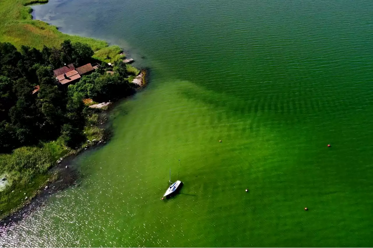 Phytoplankton blooms see 2-decade surge along world's coastlines