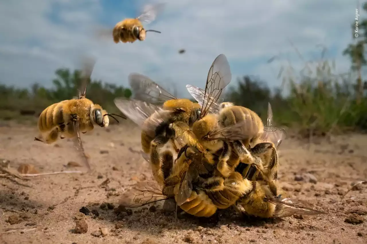 A South Texas ranch reveals wonders for wildlife photographer