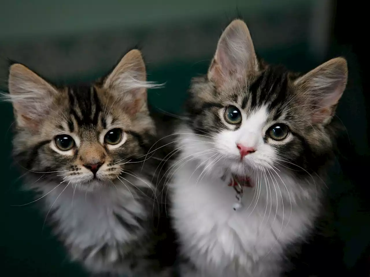 Ministers considered culling pet cats at start of pandemic, says Lord Bethell