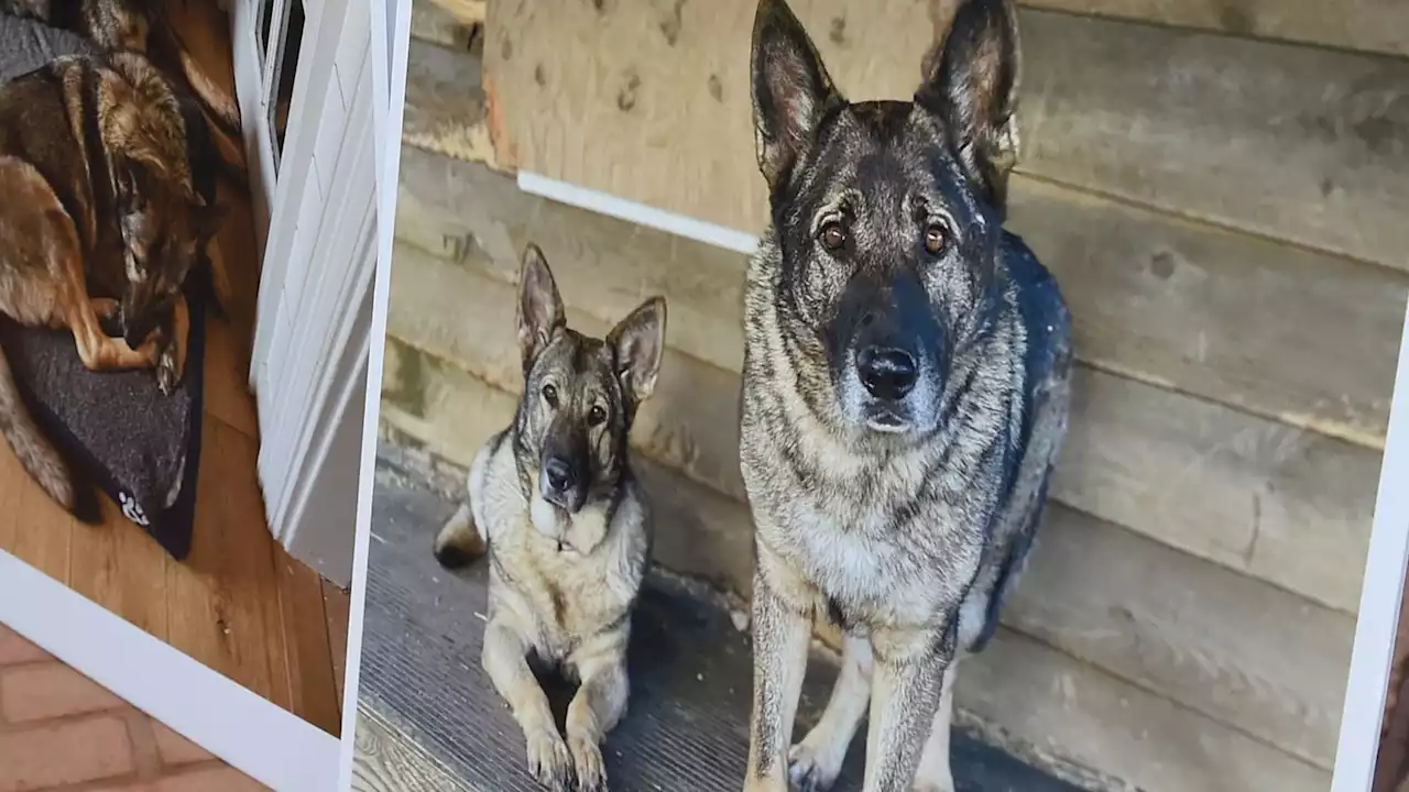 Hunter shoots and skins 'coyotes' only to discover they were a family's treasured German shepherds