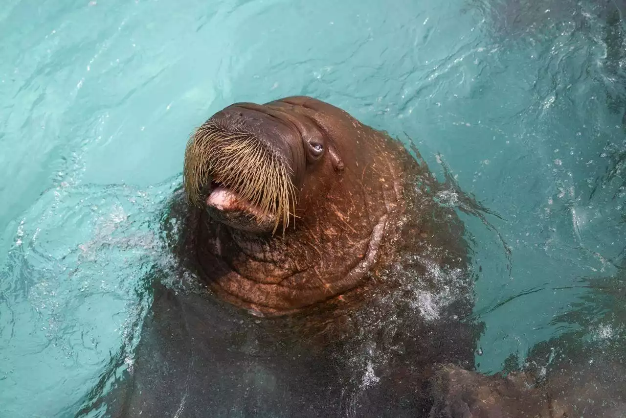 Last captive walruses in Canada moved to new SeaWorld in Abu Dhabi - Terrace Standard