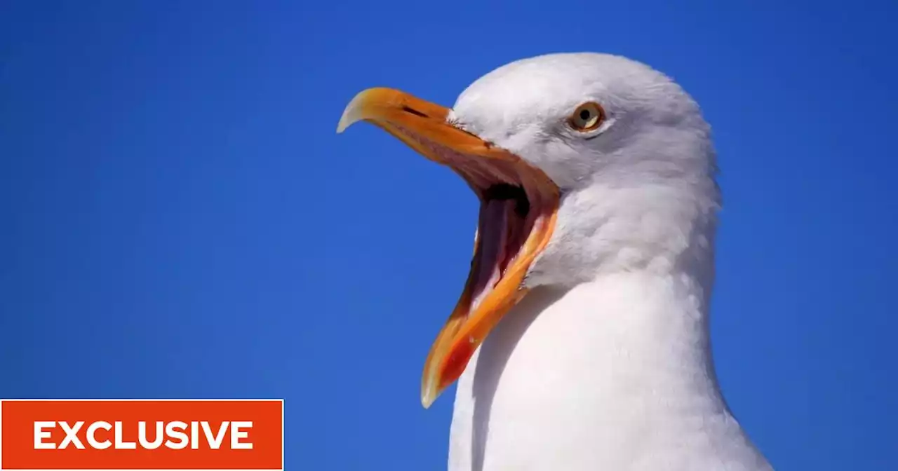 Gulls become bird flu super-spreaders, threatening to carry the disease across the whole UK