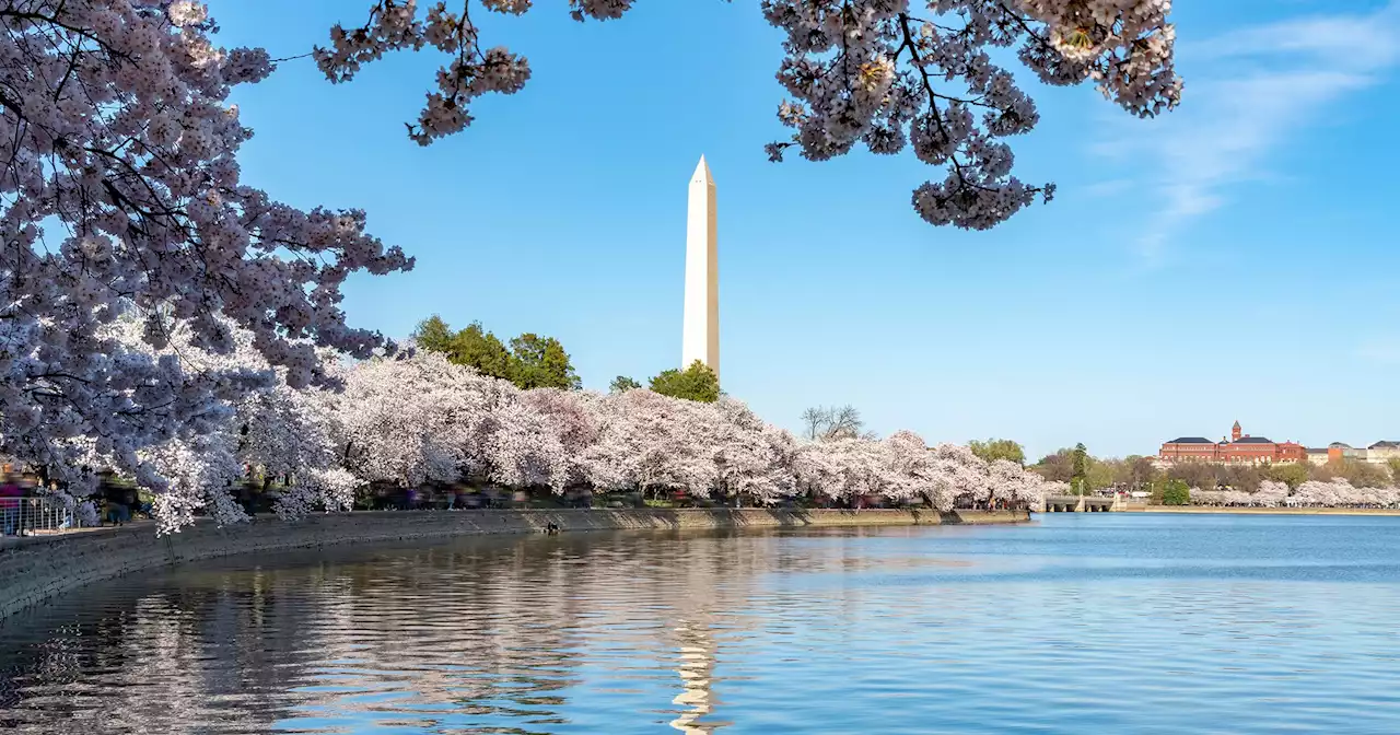 One Woman’s Quest to Bring Cherry Blossoms to DC