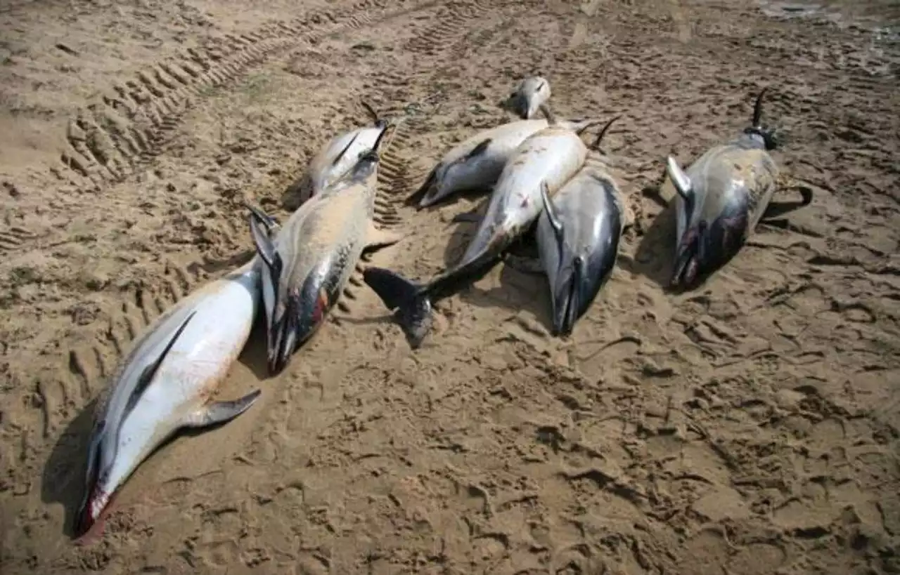 L’Etat sommé de fermer des zones de pêche après l’échouage de dauphins