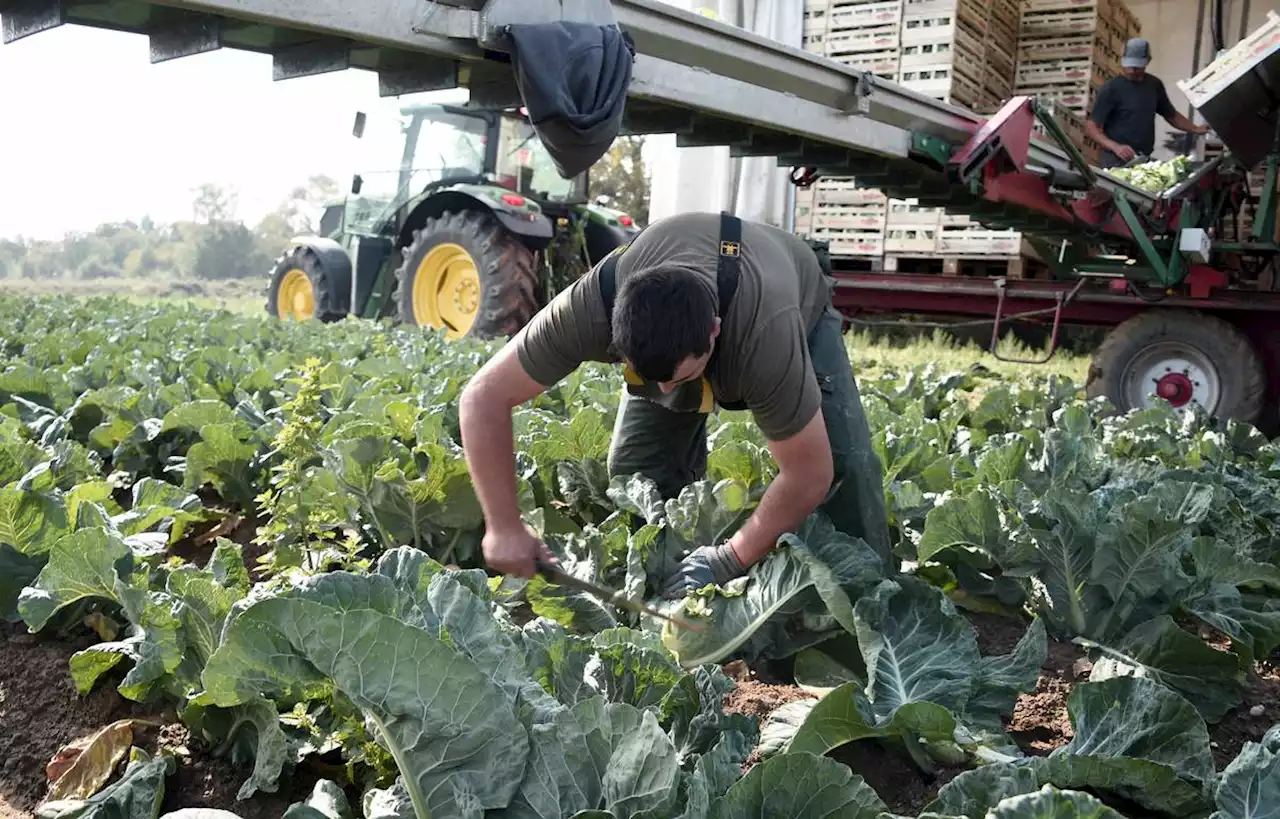 Poids lourd du légume, la Sica a vu sa production chuter avec la sécheresse