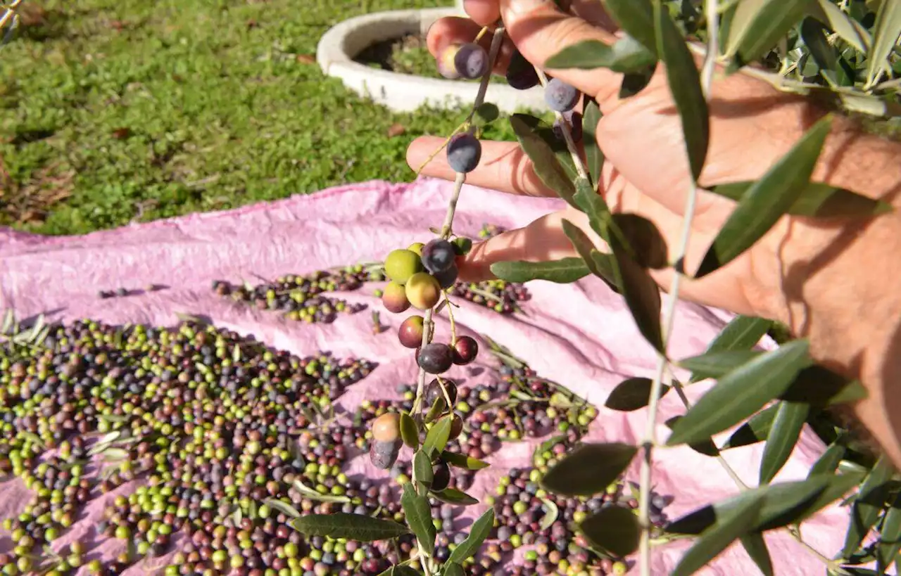 Vol de 17 tonnes d’olives en Espagne, 16 personnes interpellées