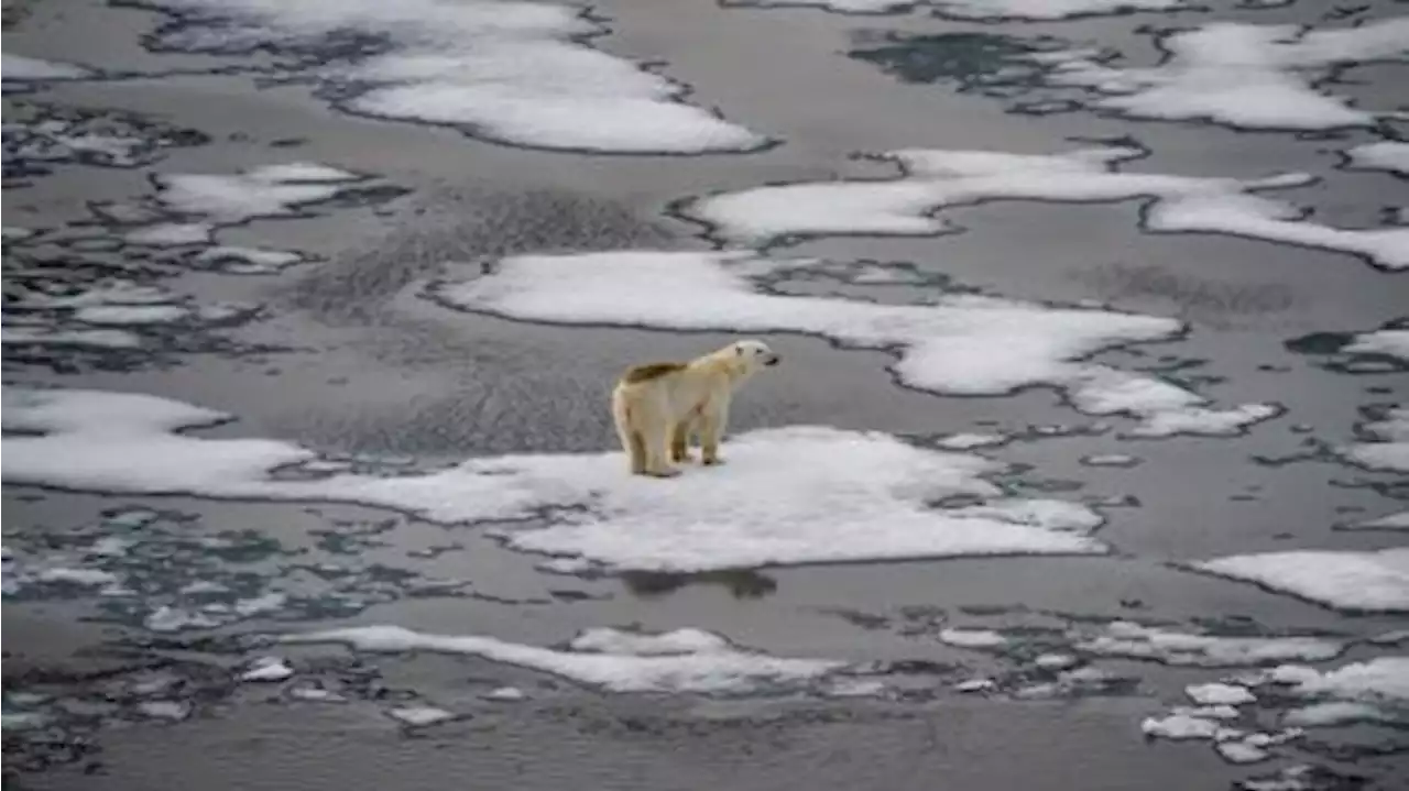 Calentamiento global: un informe advierte que la temperatura aumentará 1,5º hacia 2035