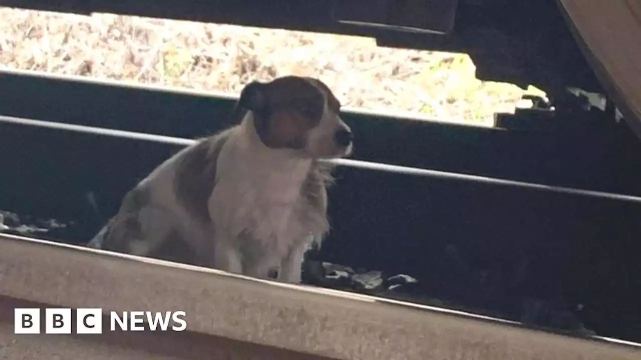 Dog safely rescued after running on to rail line