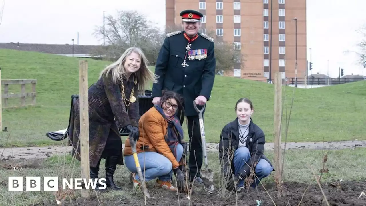 'Tiny forest' planted in middle of Newcastle housing estate