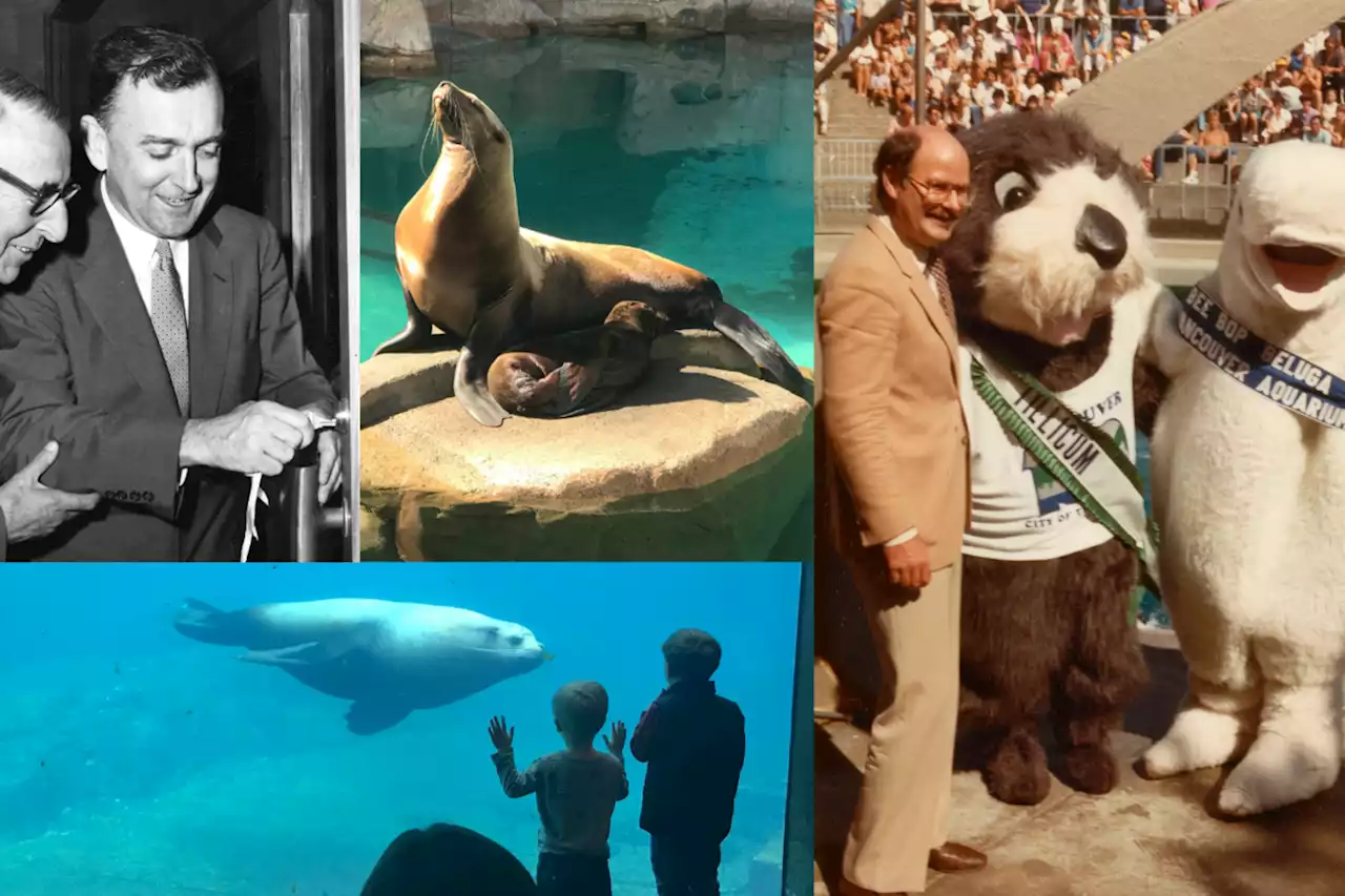 5 things you (probably) didn't know about the Vancouver Aquarium