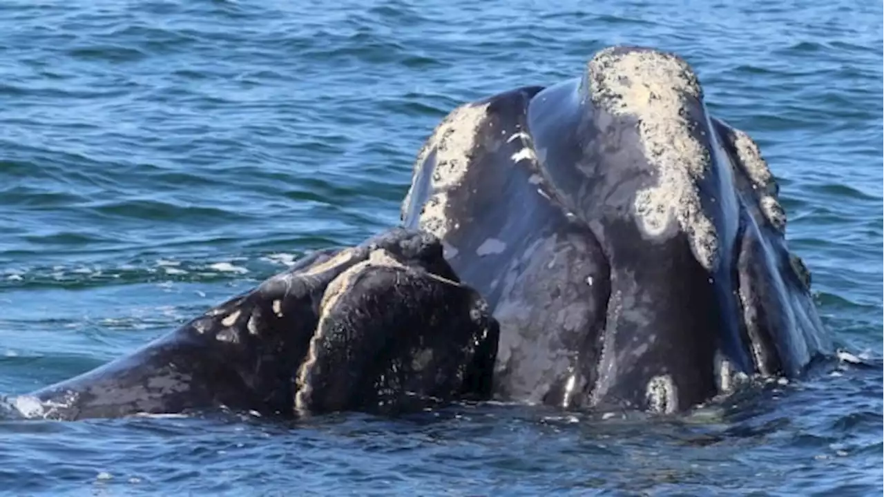 Endangered right whales can be found in Gulf of St. Lawrence all year, study finds | CBC News