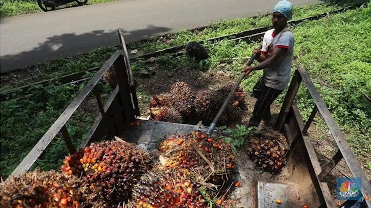 Maaf Bos Sawit, Harga CPO Lesu di Awal Pekan, Nih Pemicunya!